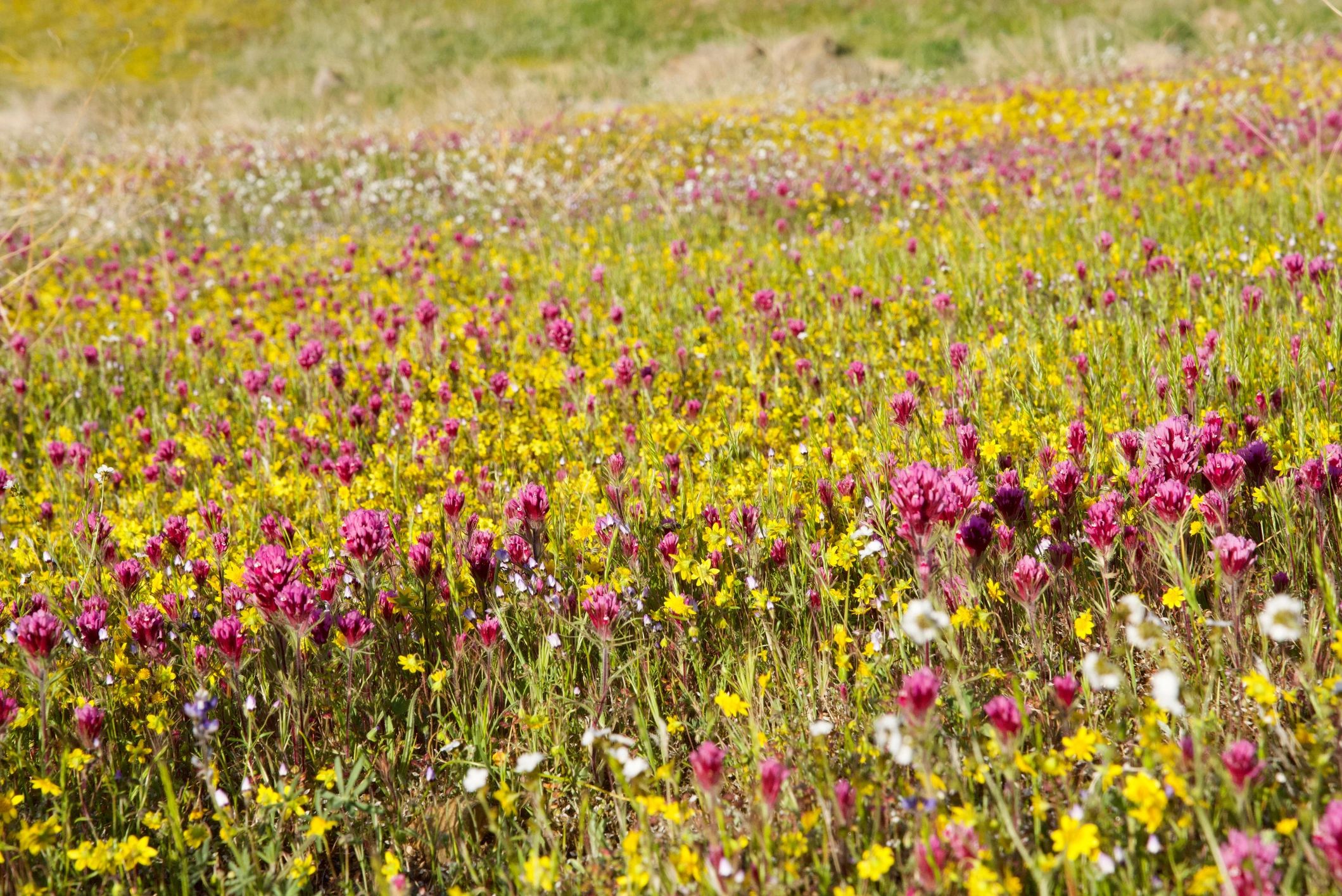 Wildflower meadow supporting pollinators