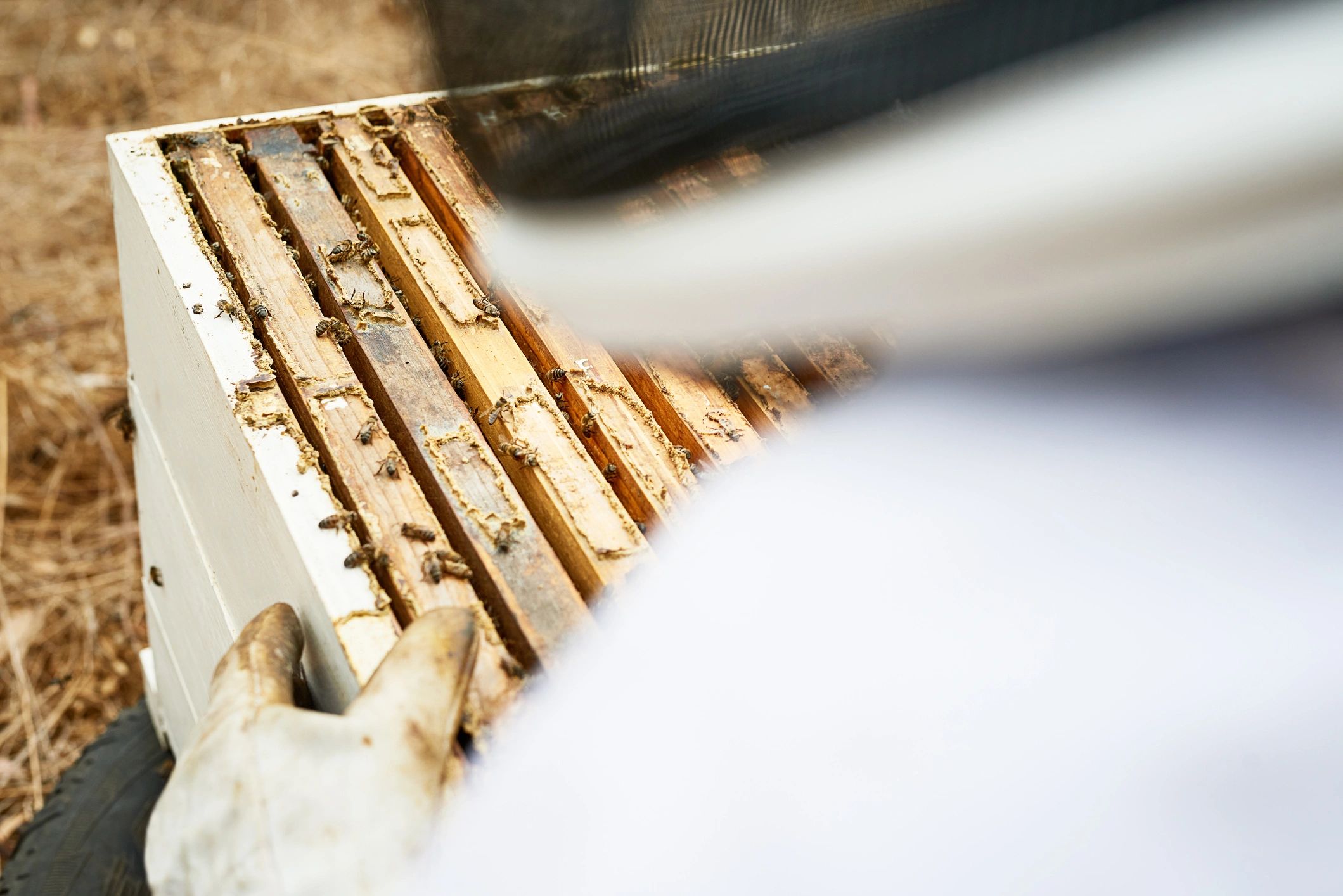 Beekeeper holding a hive frame during hands-on training