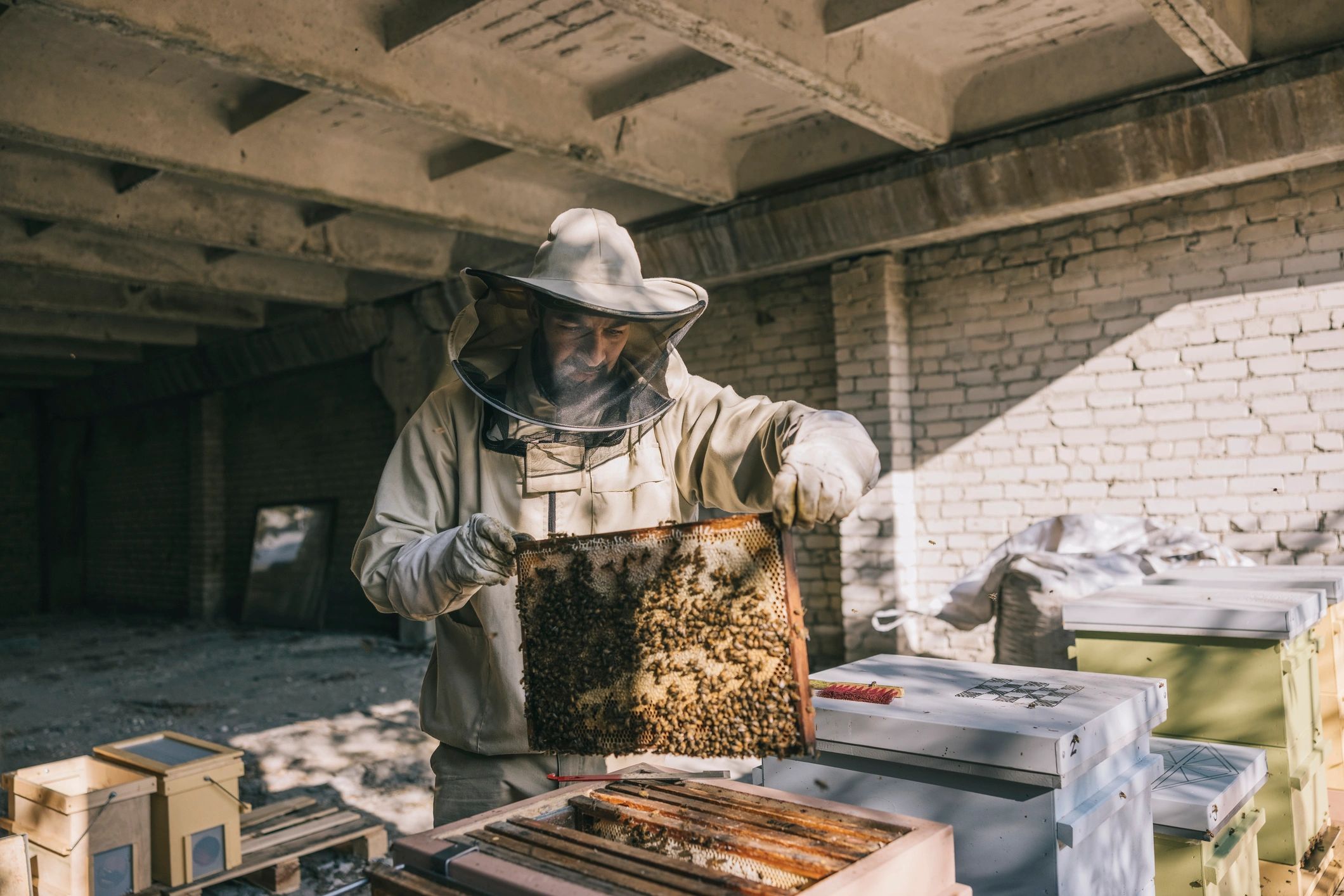 Beekeeper inspecting a hive in protective gear