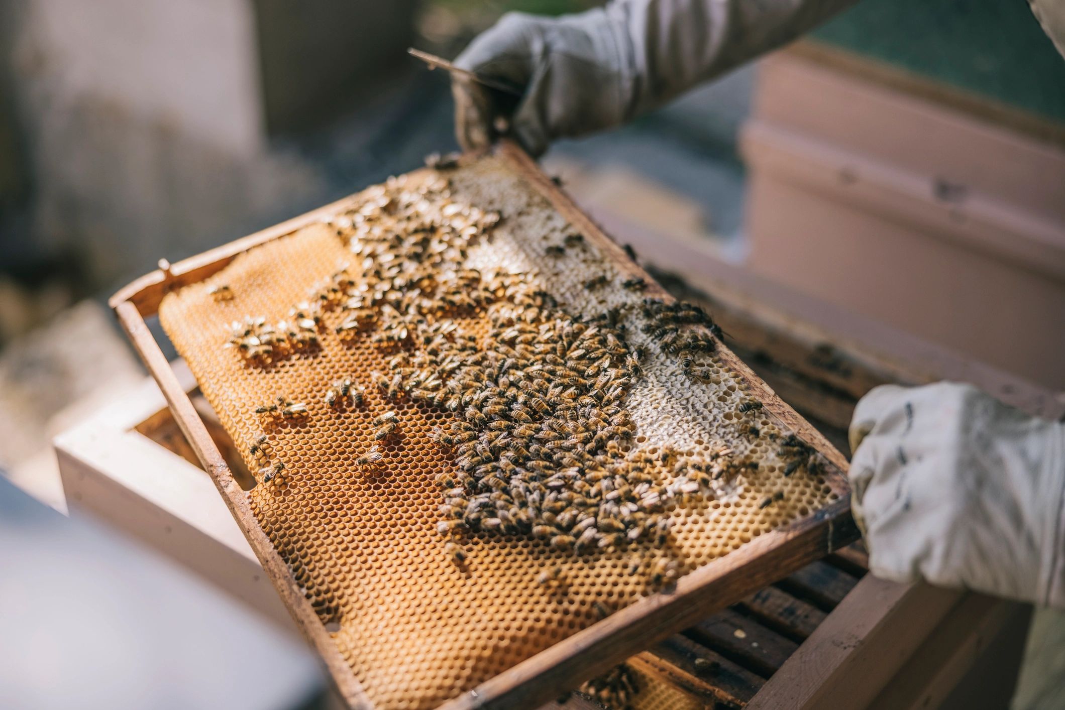 Close-up of honey bees on a hive frame
