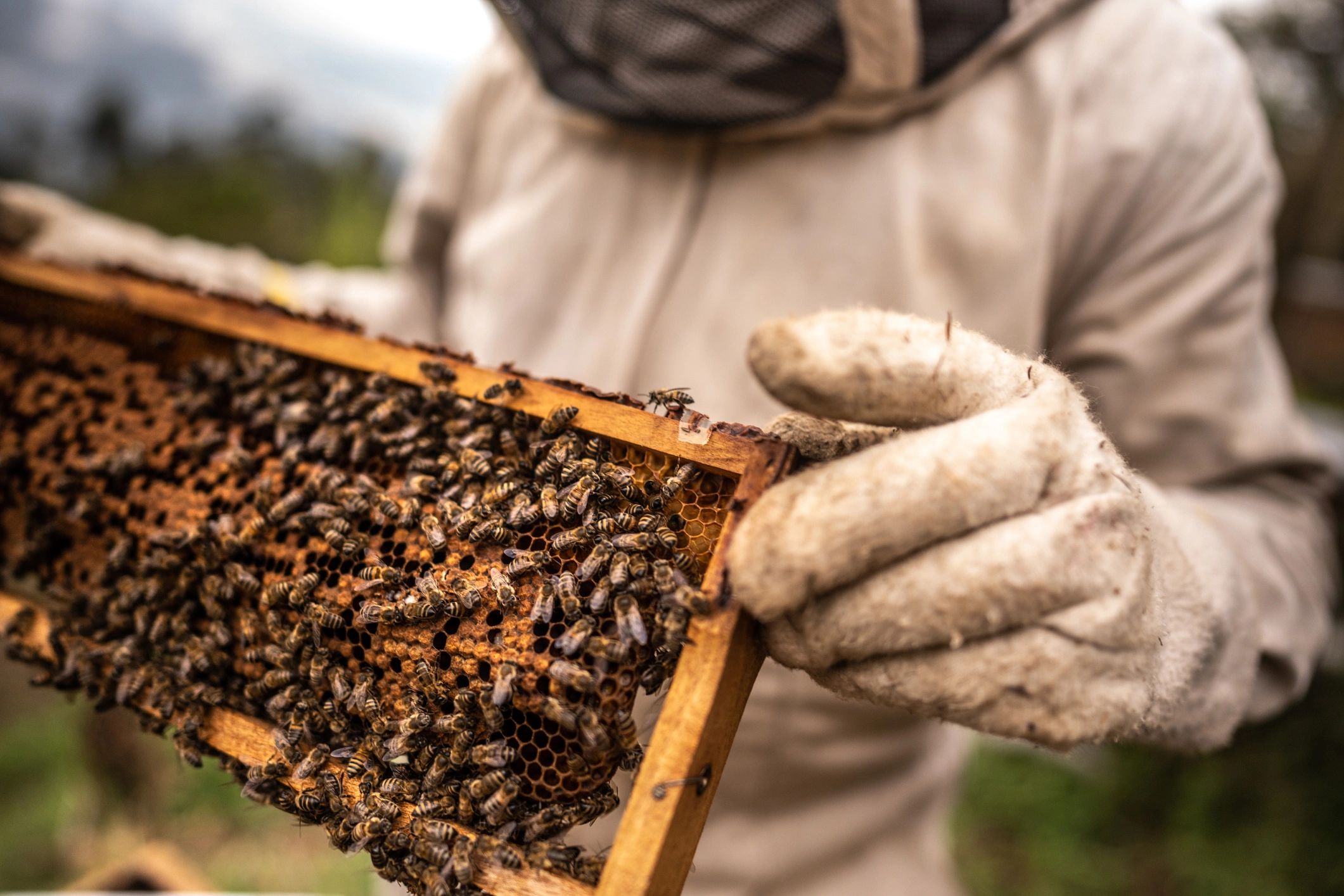 Close-up of a beekeeper collecting honey from a frame