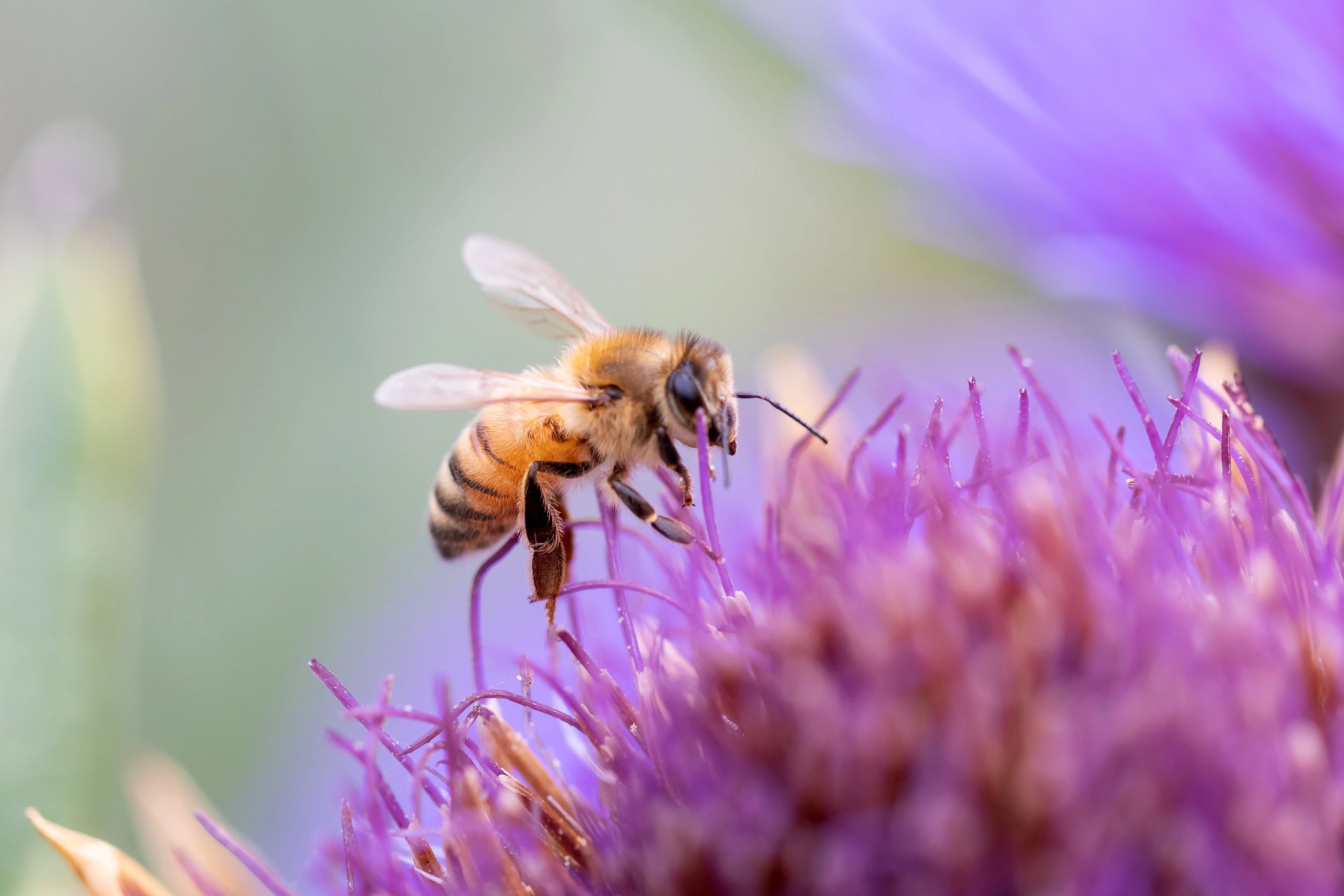 Close-up of a bee on a flower, representing pollination and conservation