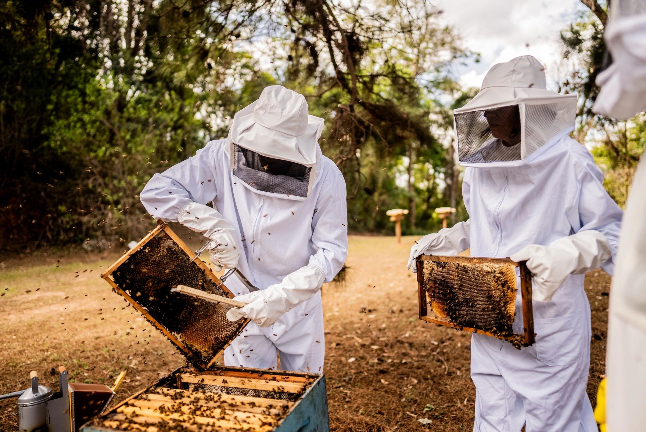Beekeepers working together at an apiary