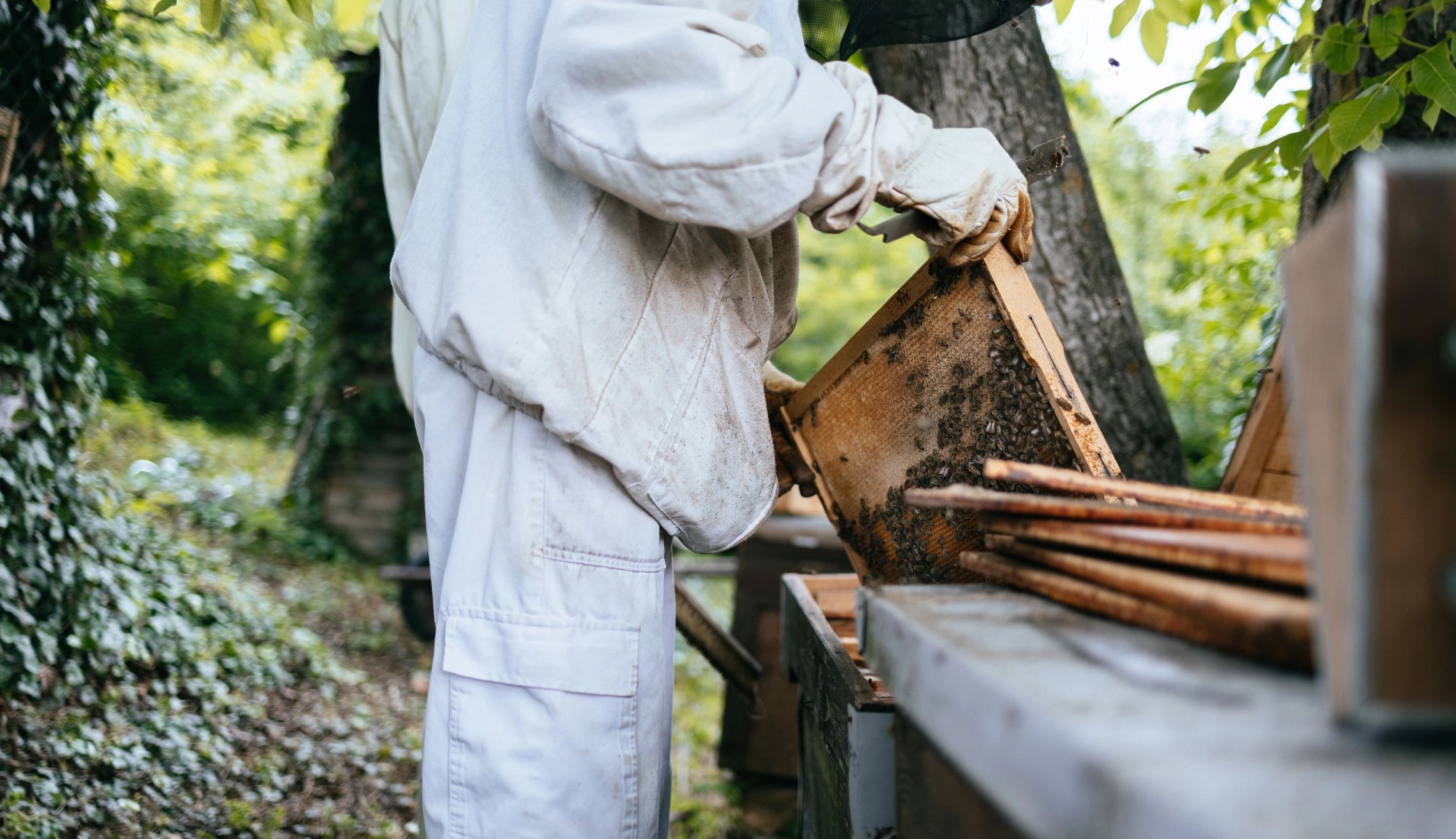 Beekeeper inspecting a hive frame in a green outdoor setting