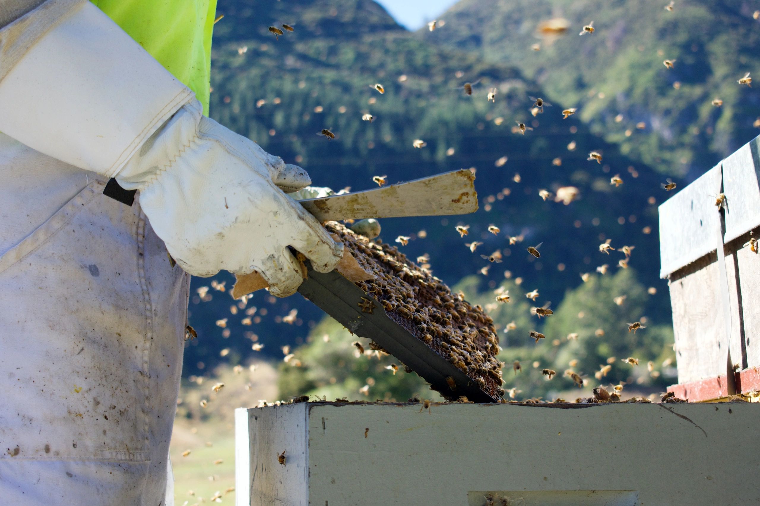 Beekeeper checking a honey frame