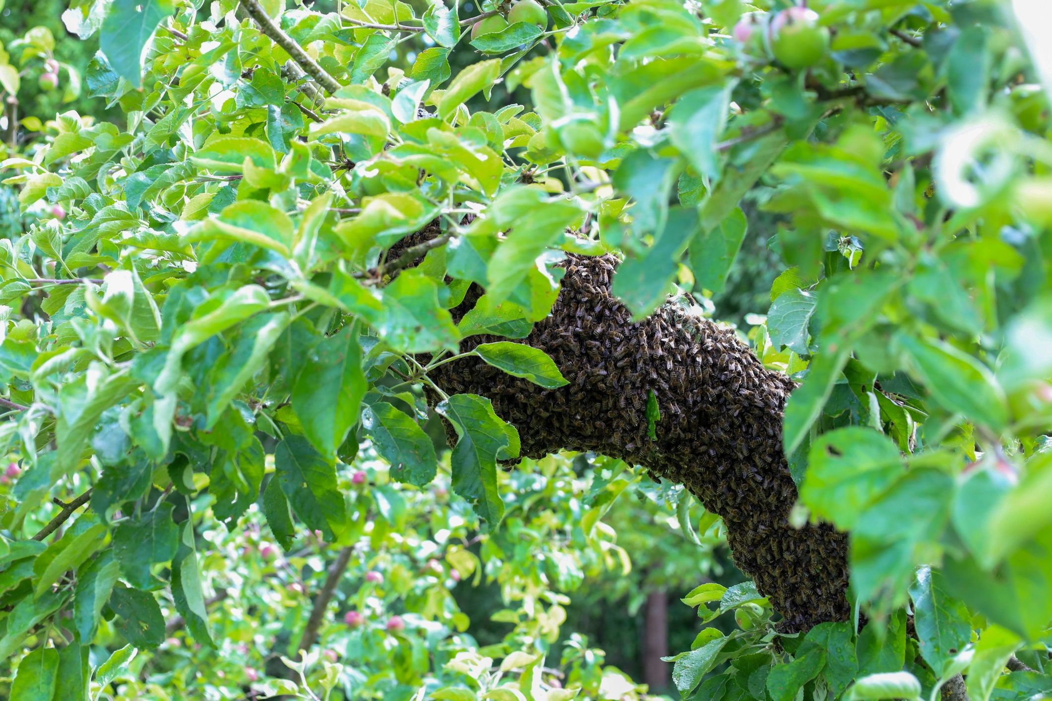 Bee swarm clustered on a tree branch