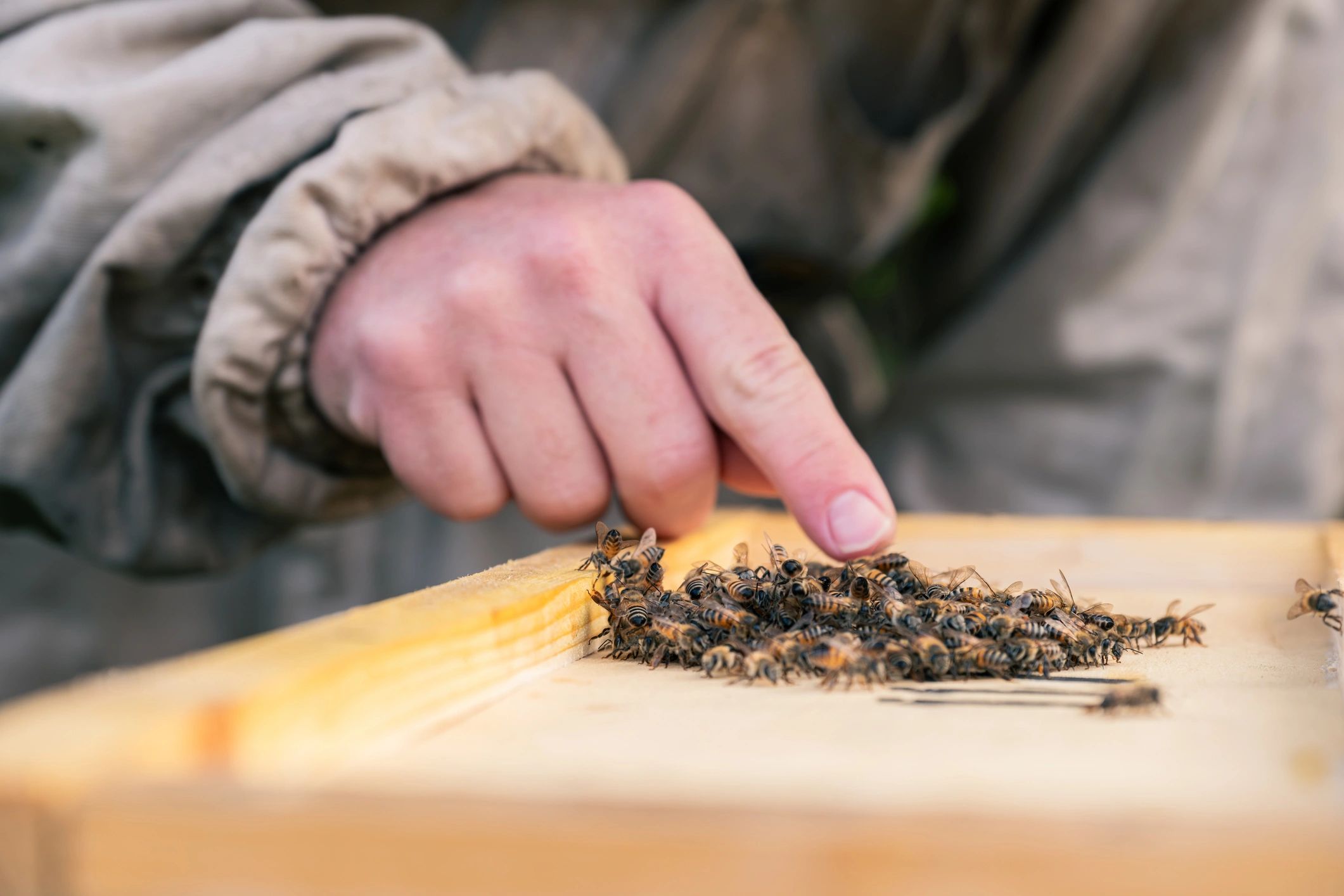 Close-up of a beekeeperâ€™s hand near bees on a frame
