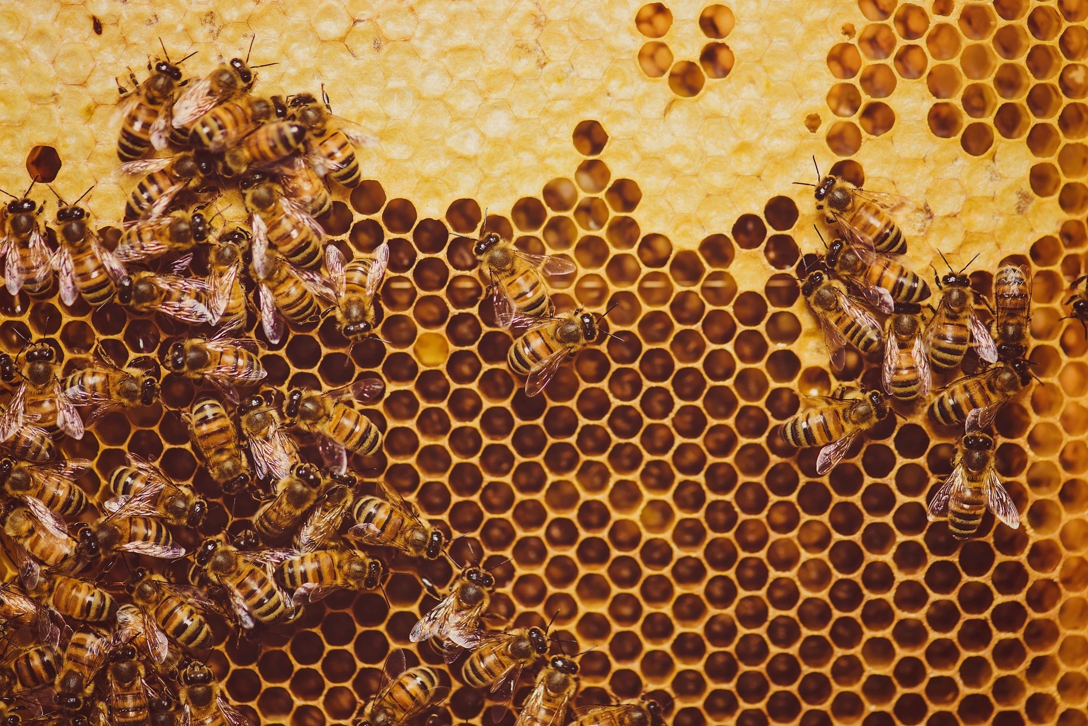 Close-up of bees on honeycomb