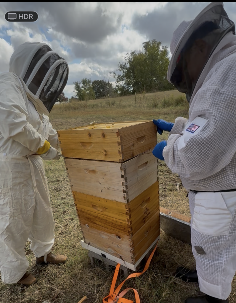Beekeepers inspecting a multi-tiered wooden beehive outdoors.